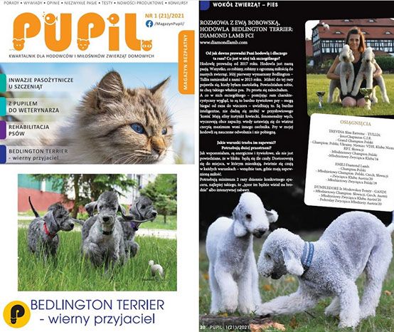 We are in the "PUPIL" magazine.  "BEDLINGTON TERRIER - loyal friend."