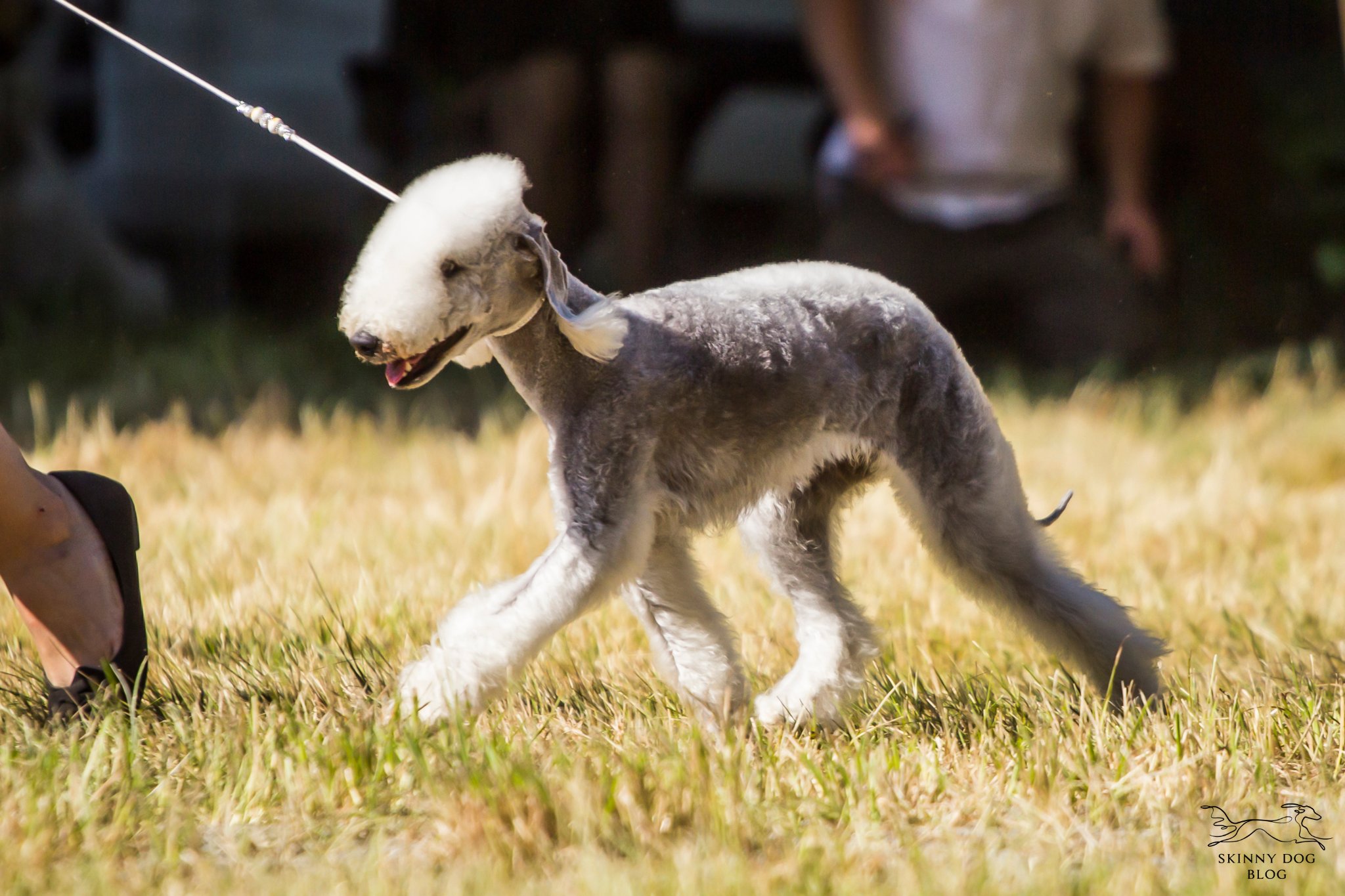 Jelenia Góra 26.06.2022, Best Of Breed & Junior Best Of Breed